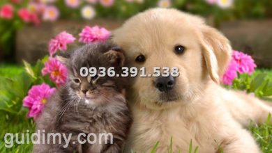 Những điều ta cần biết và lưu ý khi vận chuyển chó mèo đi Mỹ