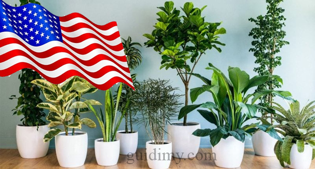 Cây xanh, cây cảnh là những mặt hàng được phép nhập cảnh vào Mỹ